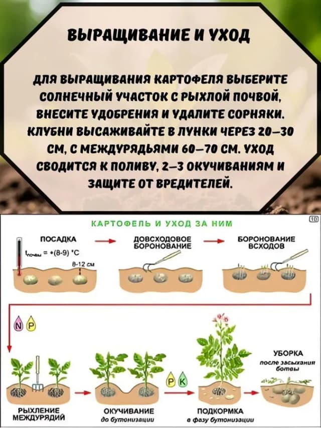Картофель красный Снегирь клубни на посадку 0,5 кг