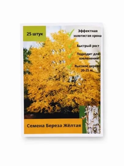 Семена, Берёза жёлтая — декоративное дерево для сада