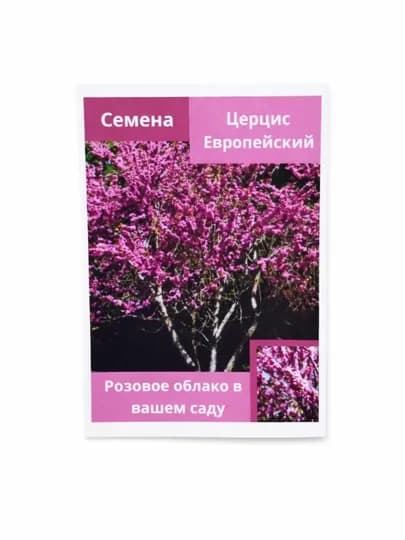 Церцис европейский — быстрорастущее декоративное дерево с яркими цветами