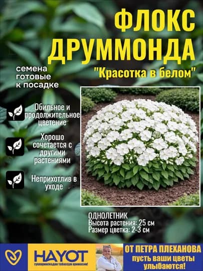 Семена флокса Друммонда (низкорослый): Красивый гном и Красотка в белом от Петра Плеханова