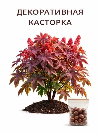 Семена: Гомфрена, Усма, Касторовое масло, Бархатцы, Мальва