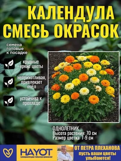 Календула от Петра Плеханова: Махровая Сансет и Смесь окрасок