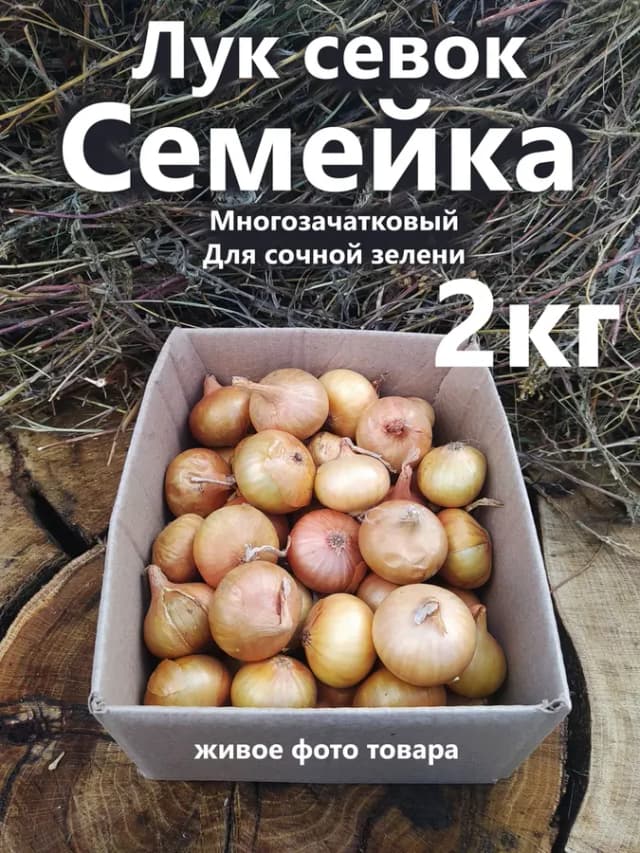 Лук севок семейка на зелень