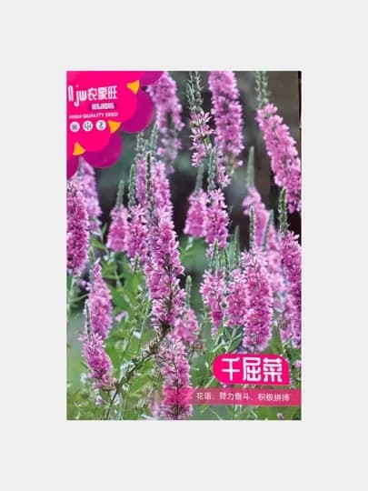 Семена цветка Дербенник Иволистный, Китай