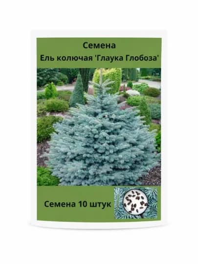Ель колючая "Глаука Глобоза" 10 шт