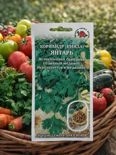 Семена кориандр (кинза) Янтарь, Золотая сотка Алтая