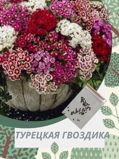 Семена Турецкой Гвоздике, микс разные цвета, 40-50 семян