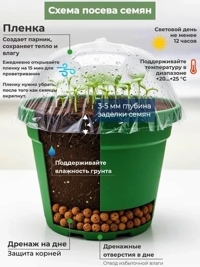 Семена Гинкго двулопастный реликт, 6 шт, лесной уголок