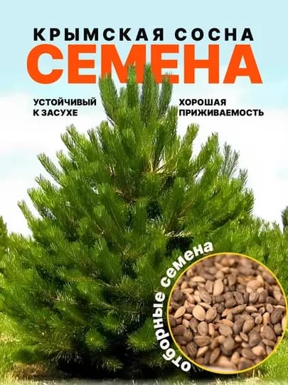 Сосна Крымская Фиолент, семена растения 5 штук