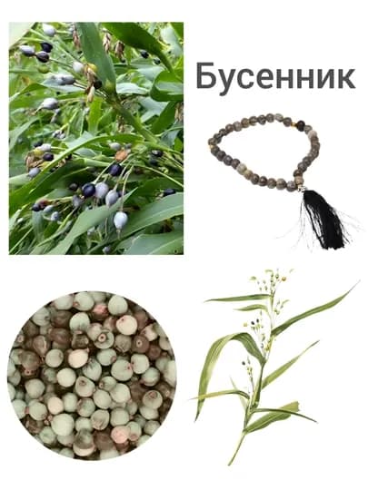 Семена цветов Буссеник (Коикс) 5, 10 штук