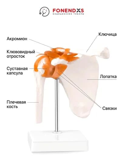 Медицинский муляж плечевого сустава