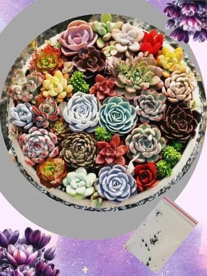 Семена комнатных Суккулентов, смесь разных сартов 25 семян