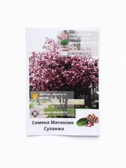 Магнолия Суланжа – семена