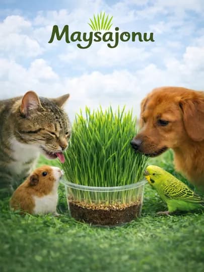 Набор для выращивания пшеницы для питомцев Maysajonu, трава для кошек