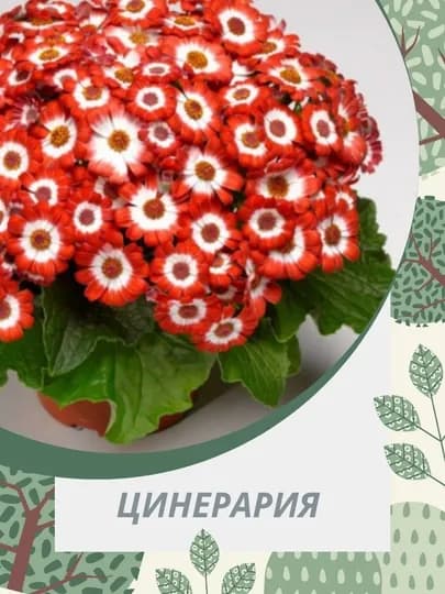 Семена цветка Цинерария, 5 штук