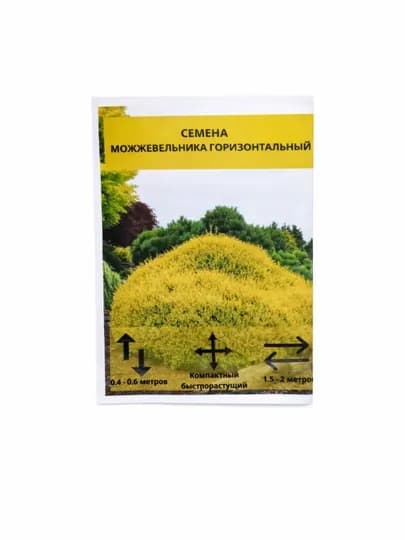 Семена туи западной Ауресценс (Thuja occidentalis Aurescens)