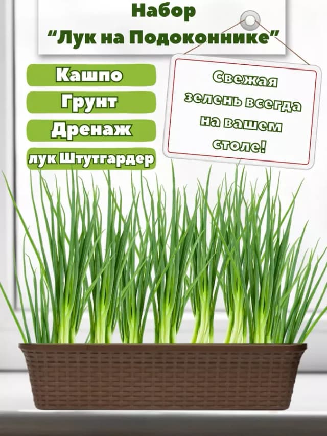 Набор "Лук на Подоконнике"