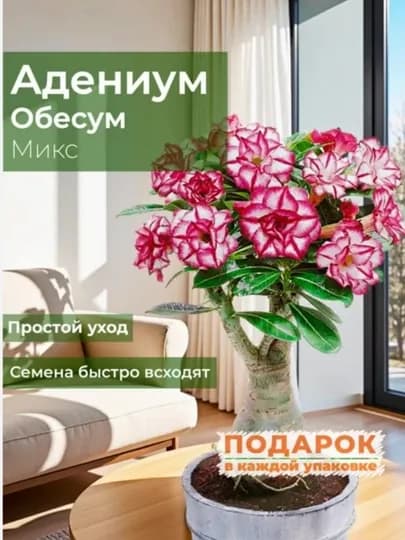 Семена Адениум Обесум махровые, микс сортов, 2 шт