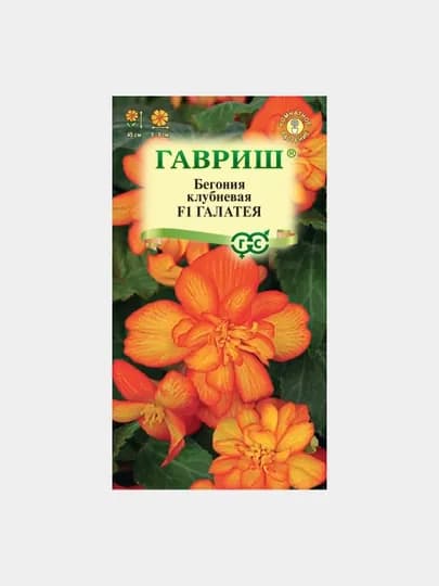 Семена Бегония, клубневая, ампельная Галатея F1, 4 шт, Гавриш, цветочная коллекция