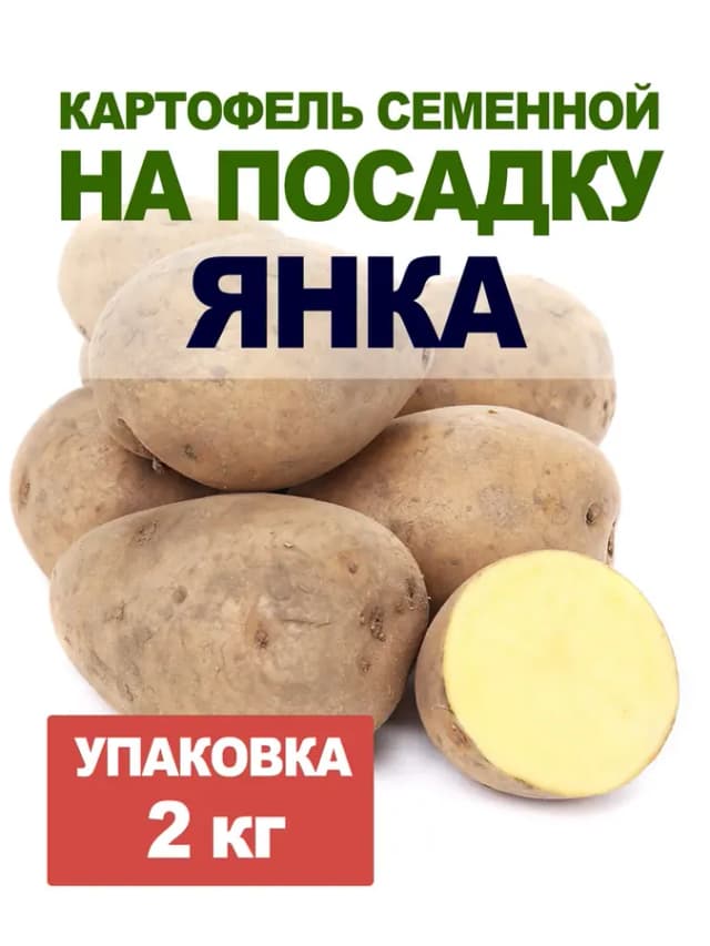 Картофель семенной на посадку Янка 2 кг