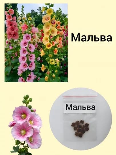 Семена Мальвы, 10 шт